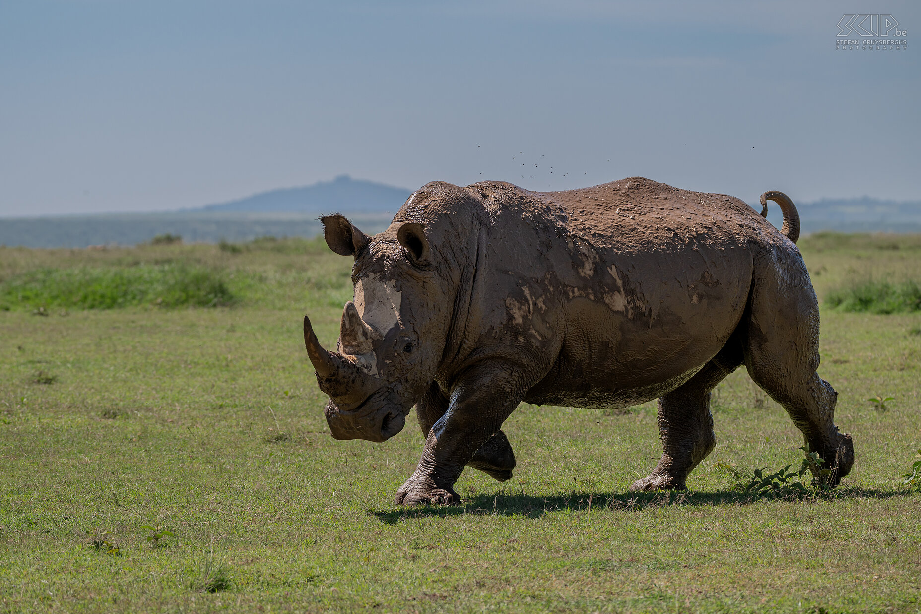 Solio - Zuidelijke witte neushoorn Ook witte neushoorns zijn soms prikkelbaar en één keertje moesten we toch snel wat verder rijden om een aanval van zo'n kolos te vermijden. Stefan Cruysberghs